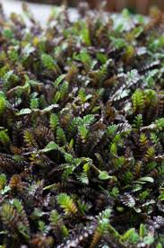 LEPTINELLA SQUALIDA PLATTS BLACK