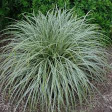 [2379] CAREX FEATHER FALLS CLT 1 (Persistant, 50/100)