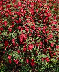 RIBES SANGUINEUM