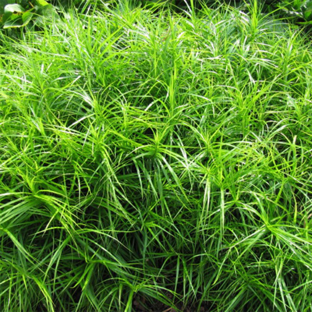 CAREX MUSKINGUMENSIS