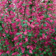 [10770] RIBES SANGUINEUM PULBOROUGH SCARLET (Caduc, 200/250)