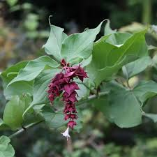 [7013] LEYCESTERIA FORMOSA (Caduc, 200/250)
