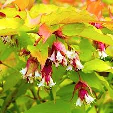 [7017] LEYCESTERIA FORMOSA GOLDEN LANTERNS (Caduc, 150/200)