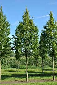 [2408] CARPINUS BETULUS (Caduc, +20 m)