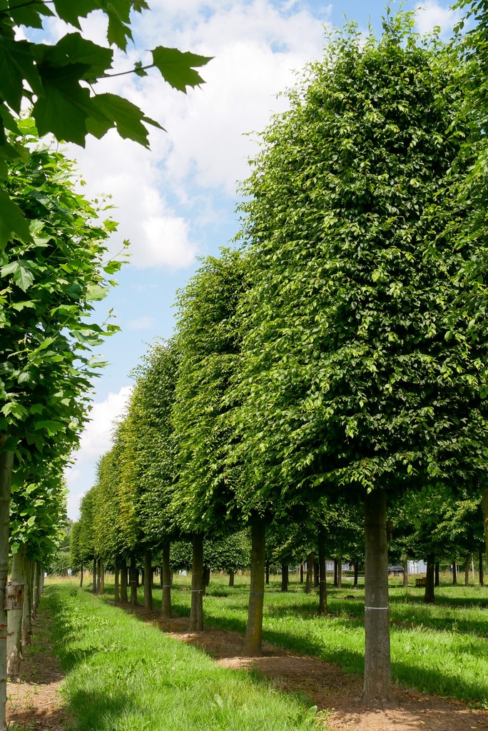 CARPINUS BETULUS - DEMI TIGE - RIDEAU
