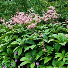 RODGERSIA AESCULIFOLIA