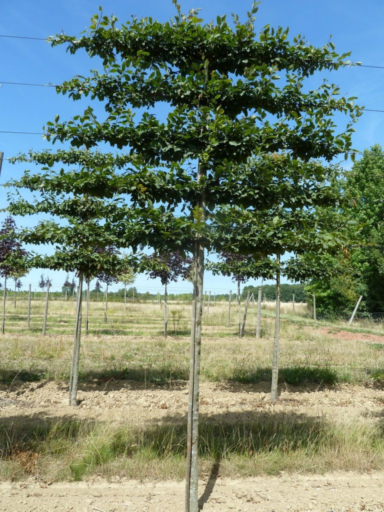 [2411] CARPINUS BETULUS - PALISSEE (Caduc, 3 à 5 m)