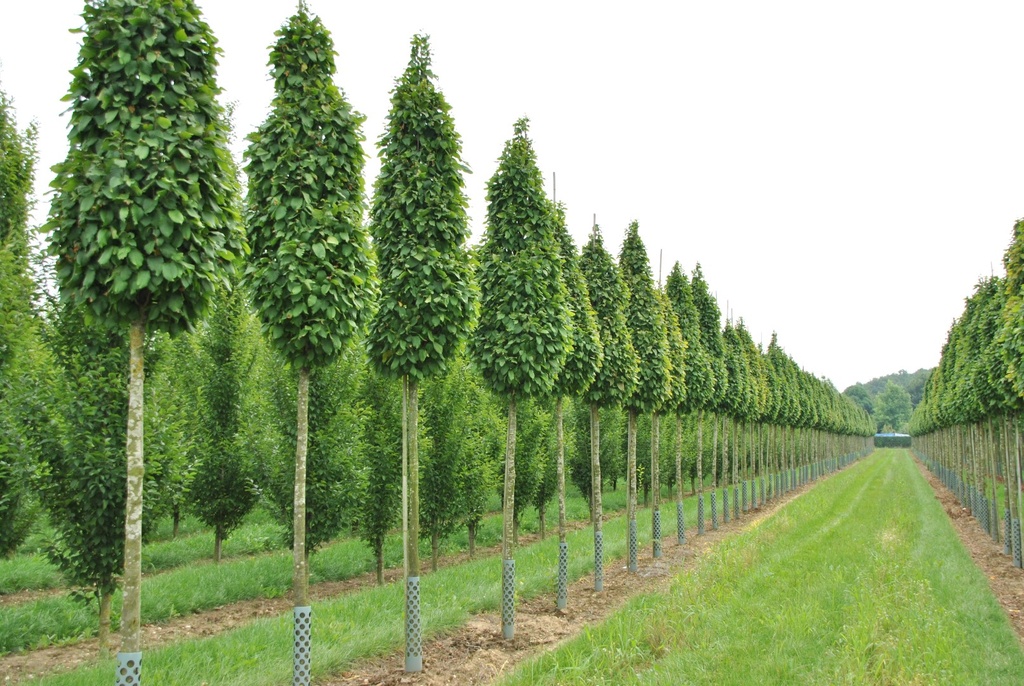 CARPINUS BETULUS COLUMNARIS NANA