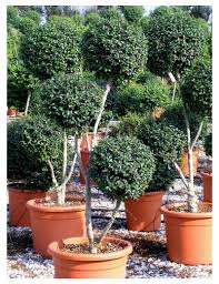 LIGUSTRUM DELAVAYANUM - BOULES