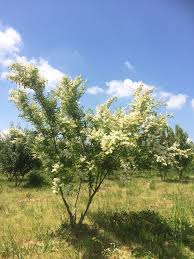 [7042] LIGUSTRUM IBOTA (Caduc, 3 à 5 m)