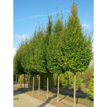 CARPINUS BETULUS FRANS FONTAINE