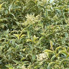 LIGUSTRUM JAPONICA EXCELSA SUPERBUM