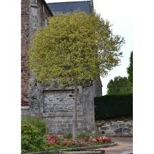 [7047] LIGUSTRUM JAPONICA EXCELSA SUPERBUM - TIGE (Persistant, 3 à 5 m)