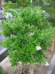 LIGUSTRUM JAPONICUM