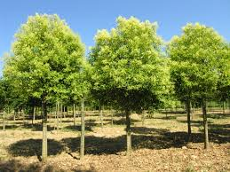 LIGUSTRUM JAPONICUM - TIGE