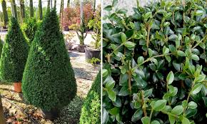 [7102] LIGUSTRUM JONANDRUM - CONE (Persistant, 200/250)