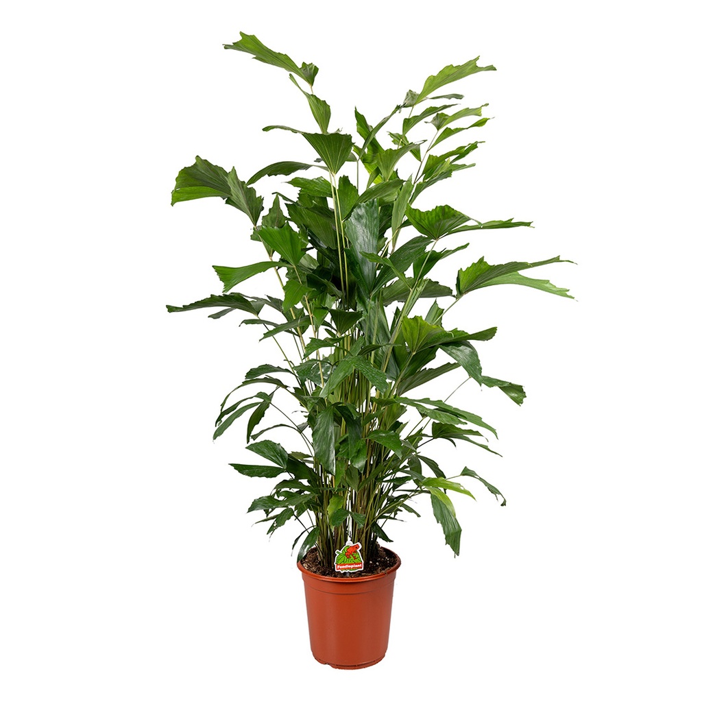 [2595] CARYOTA MITIS (Persistant, 5 à 10 m)
