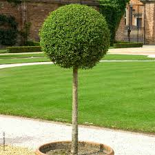 LIGUSTRUM JONANDRUM - DEMI TIGE