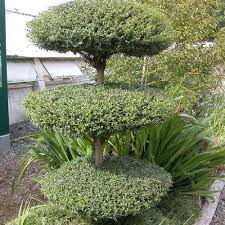 [7105] LIGUSTRUM JONANDRUM - PLATEAUX (Persistant, 150/200)