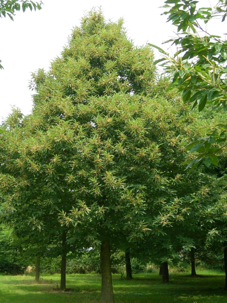 CASTANEA SATIVA (CHATAIGNIER) - TIGE