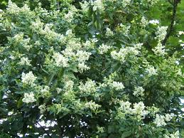 LIGUSTRUM OVALIFOLIUM