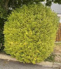 [7149] LIGUSTRUM OVALIFOLIUM AUREUM (Caduc, 3 à 5 m)