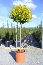 [7150] LIGUSTRUM OVALIFOLIUM AUREUM - DEMI TIGE (Caduc, 200/250)