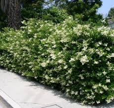 LIGUSTRUM TEXANUM
