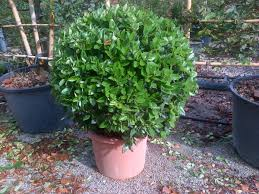 LIGUSTRUM TEXANUM - BOULE