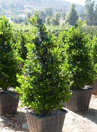 [7171] LIGUSTRUM TEXANUM - CONE (Persistant, 200/250)