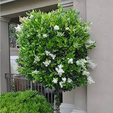 [7172] LIGUSTRUM TEXANUM - DEMI TIGE (Persistant, 200/250)