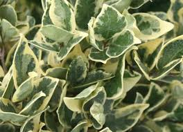 [7195] LIGUSTRUM TEXANUM SILVER STAR - BOULE (Persistant, 150/200)
