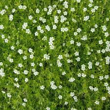 SAGINA SUBULATA