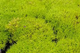 SAGINA SUBULATA AUREA