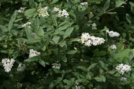 [7210] LIGUSTRUM VULGARE (Caduc, 3 à 5 m)