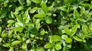 [7212] LIGUSTRUM VULGARE ATROVIRENS (Persistant, 3 à 5 m)