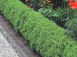 [7223] LIGUSTRUM VULGARE LODENSE (Caduc, 100/150)