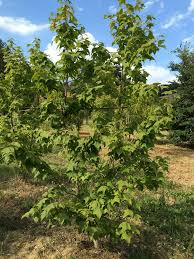 LIQUIDAMBAR FORMOSANA - CEPEE