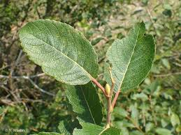 SALIX CAPREA - TIGE