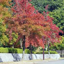 LIQUIDAMBAR FORMOSANA - RAMIFIE