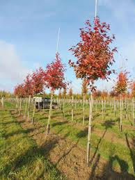 LIQUIDAMBAR FORMOSANA - TIGE