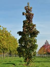 LIQUIDAMBAR STYR. SLENDER SILHOUETTE