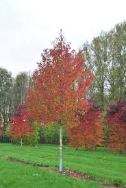 [7255] LIQUIDAMBAR STYRACIFLUA (Caduc, +20 m)