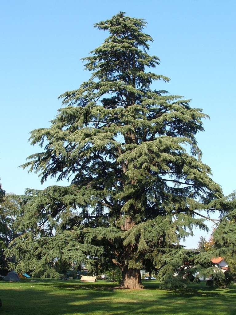CEDRUS DEODARA