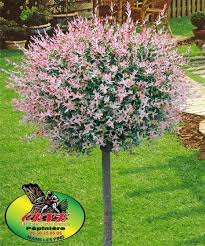 SALIX INTEGRA HAKURA NISHIKI - DEMI TIGE