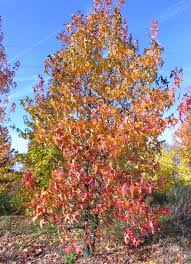 LIQUIDAMBAR STYRACIFLUA - CEPEE