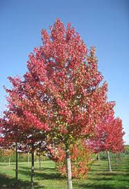 LIQUIDAMBAR STYRACIFLUA - RAMIFIE