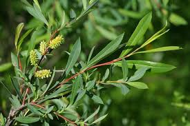 [10998] SALIX PURPUREA (Caduc, 3 à 5 m)