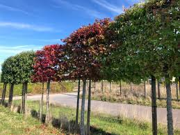 LIQUIDAMBAR STYRACIFLUA - TIGE PALISSEE