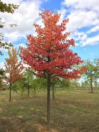 LIQUIDAMBAR STYRACIFLUA - TIGE TRESSEE